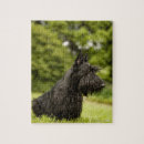 Search for scottish terrier puzzles Animal