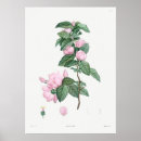 Search for exotic plants posters Botanical