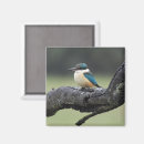 Search for kookaburra magnets Australia