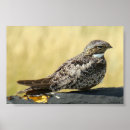 Search for wille posters Nighthawk