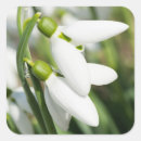 Search for snowdrops stickers White
