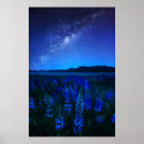 Search for lake tekapo posters Lupine