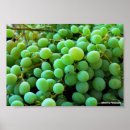 Search for white grape posters Still life