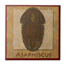 Search for fossil tiles Paleontology