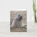 Search for baby seals cards Elephant