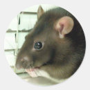 Search for no rats stickers Animals