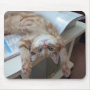 Search for cat looking electronics Photography