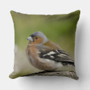 Search for coelebs Bird