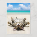 Search for beach cat postcards Nautical