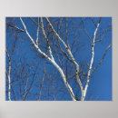Search for birch tree posters White