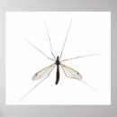 Search for mosquito posters Flying