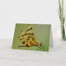 Search for dragonflies cards Gold