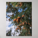 Search for pine cone posters Evergreen