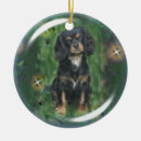 Search for black and tan cavalier king charles spaniel Ckcs