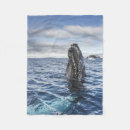 Search for humpback whale blankets Sea