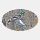 Search for drakes stickers Ducks