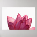 Search for lotus flower posters Nature