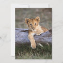 Search for lion thank you cards Animal