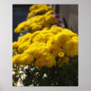 Search for marigold posters Botanical