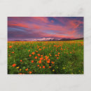 Search for globe postcards Flower