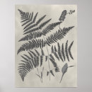 Search for fern leaves posters Botanical