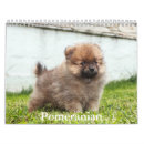 Search for pomeranian calendars Puppy