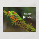 Search for eyed tree Amphibian