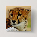 Search for cheetahs badges Nature