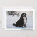 Search for bernese mountain dog cards Canine