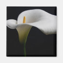 Search for calla magnets Blossom