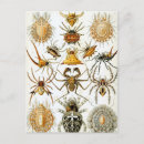 Search for arachnids postcards Halloween