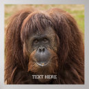 Search for borneo posters Orangutans