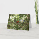 Search for tanager cards Red