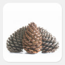 Search for pinecones stickers Nature