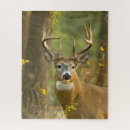 Search for whitetail deer puzzles Buck