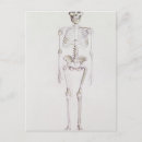Search for australopithecus Origin