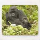 Search for gorilla mousepads Wildlife
