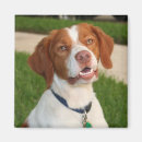 Search for brittany magnets Puppy