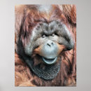 Search for orangutan posters Animal