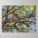 Search for mockingbird posters Arkansas