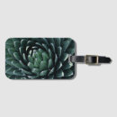 Search for agave accessories Succulent