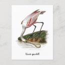 Search for roseate postcards Spoonbill