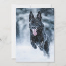 Search for my dog invitations Animal