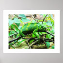 Search for chameleon posters Wildlife