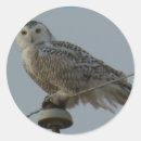 Search for snowy owls stickers Birds of prey