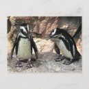 Search for african penguin postcards Bird