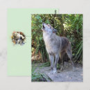 Search for wolf postcards Nature photography