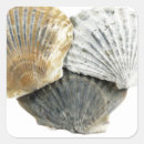Search for white shell stickers Seashells