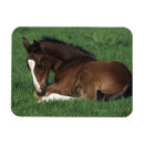 Search for warmbloods Equestrian