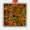 Search for macro christmas tree decorations Whitefish